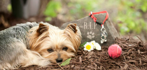 dog on grave 